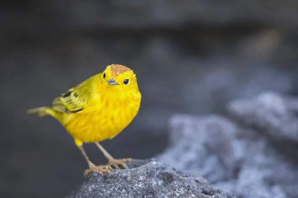 Πρωινή Θέα Closeup Κίτρινο Ωδικό Πτηνό Πέτρα — Φωτογραφία Αρχείου