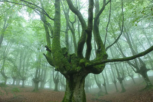 Španělsko Stromy Urkiola Přírodní Park — Stock fotografie