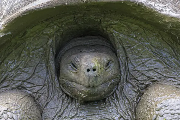 Vista Frontal Diurna Tortuga Galápagos Dormida — Foto de Stock