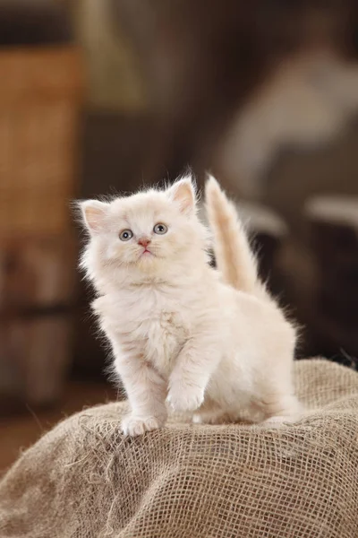 British Longhair Kitten Standing Sackcloth — Stock Photo, Image