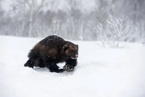 Wolverine Caminhando Através Neve Contra Árvores — Fotografia de Stock