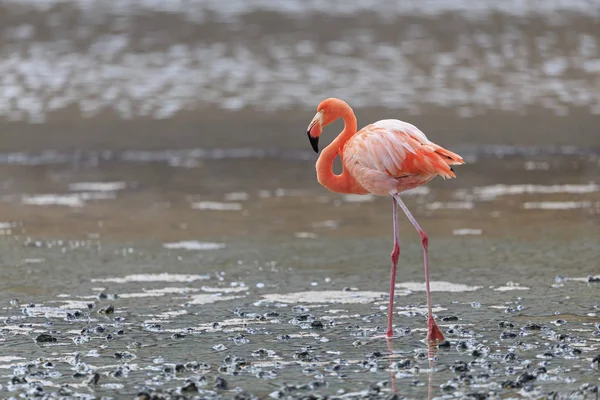 Денний Вид Збоку Рожевого Фламінго Йде Воді — стокове фото