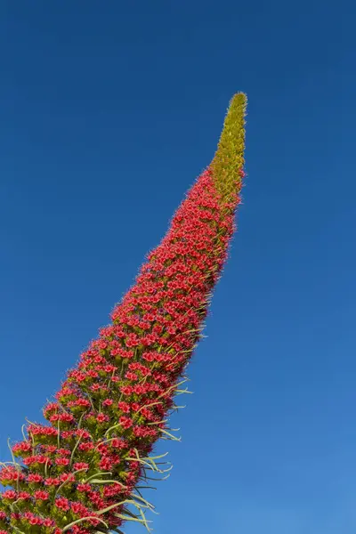 Spanien Kanarische Inseln Teneriffa Vilaflor Blüte Des Echium Wildpretii — Stockfoto