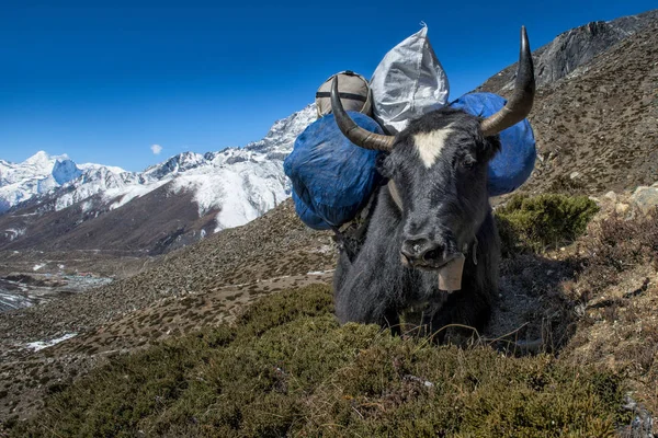 Népal Khumbu Everest Region Dingboche Yak Avec Chargement Pendant Journée — Photo