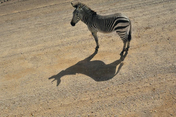 Namibya Solitaire Ovaları Zebra Ayakta Lane Güneş Işığı Altında — Stok fotoğraf
