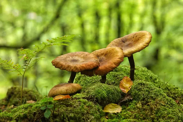 View Mushrooms Moss Forest — Stock Photo, Image