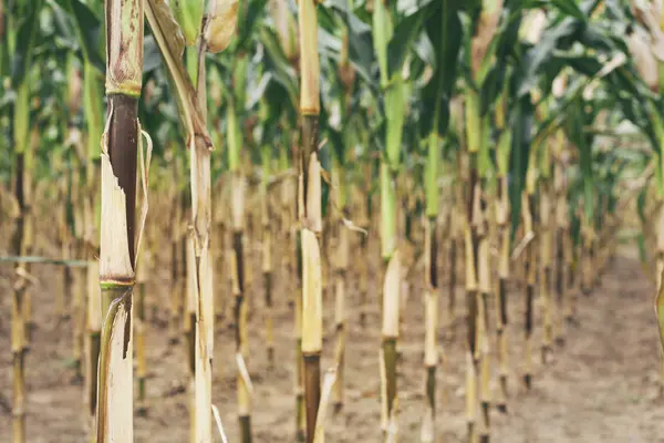 Bulgaria Razgrad Row Maize Plants Drought Condition — Stock Photo, Image