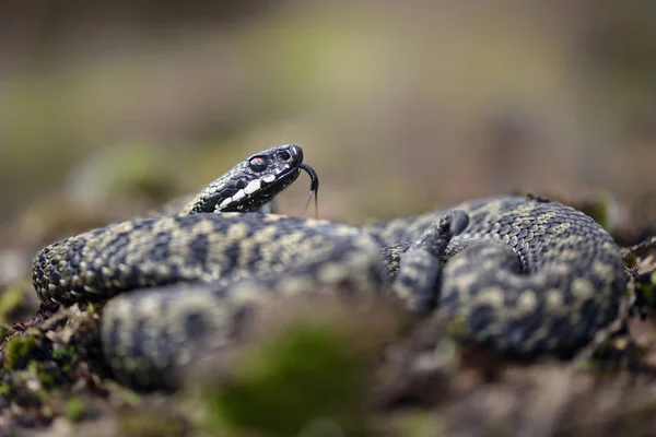 Vipera berus snake — Stockfoto