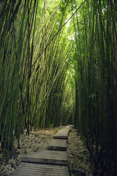 Usa Hawaii Maui Haleakala National Park Bamboo Forest Pipiwai Trail — Stock Photo, Image