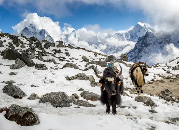 Népal Khumbu Everest Region Yaks Camp Base Lobuche — Photo