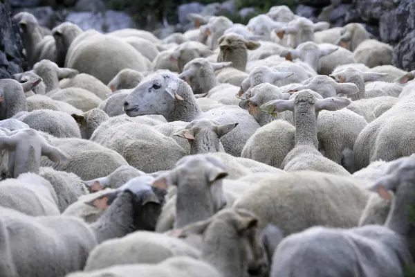 Spain Ordesa National Park Migratory Flock Sheep — Stock Photo, Image