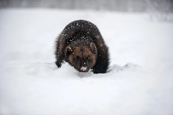 Wolverine Caminhando Pela Neve Bardu Noruega — Fotografia de Stock