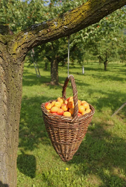 Abricots frais cueillis dans le panier — Photo