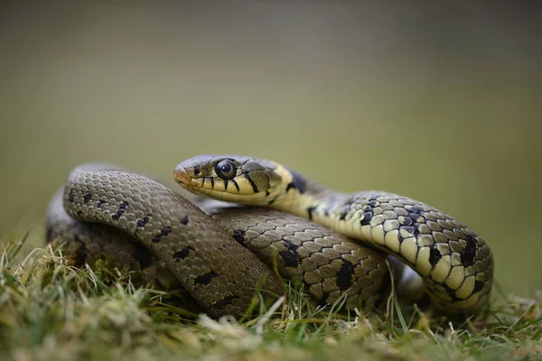 View of grass snake — Stock Photo, Image