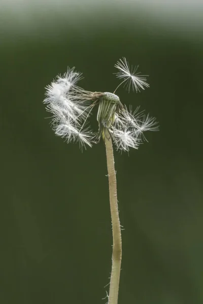 Åldrande Maskros Grön Suddig Bakgrund — Stockfoto