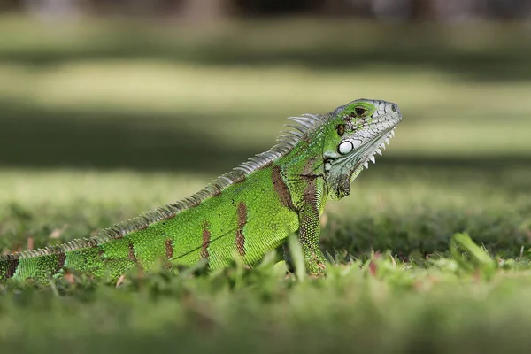 Iguana vert gros plan — Photo