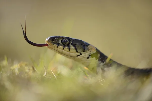 Serpente de grama com língua furada — Fotografia de Stock