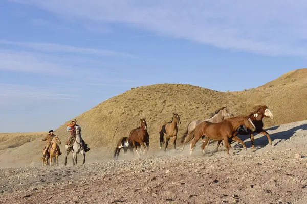 Etats Unis Wyoming Deux Cow Boys Élevant Des Chevaux Dans — Photo