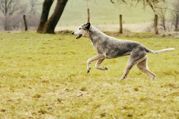 Hond Draait Weide Overdag — Stockfoto