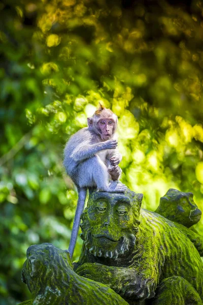 Μαϊμού Κάθεται Στο Μαϊμού Γλυπτικής Στο Ιερό Δάσος Των Μαϊμούδων — Φωτογραφία Αρχείου