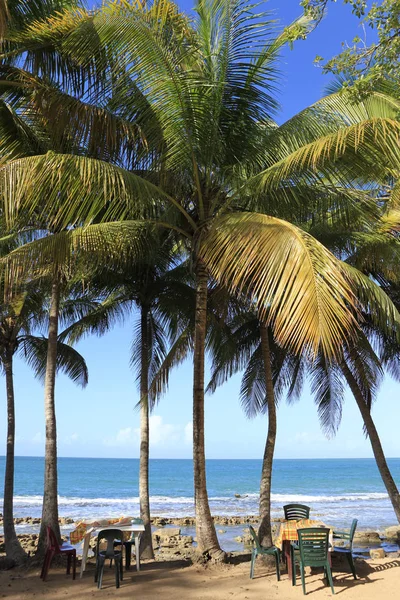 Karaiby Gwadelupa Basse Terre Palmy Kokosowe Plaży Plage Clugny — Zdjęcie stockowe