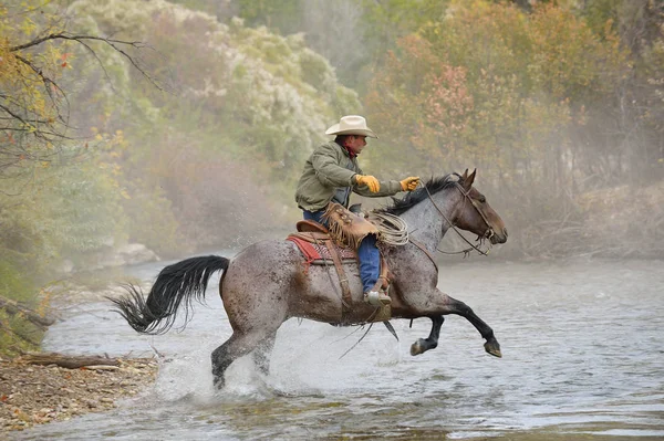 Usa Wyoming Cowboy Rides His Horse River — Stock Photo, Image