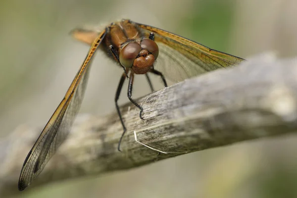 Libellula fulva dragonfly — Stockfoto
