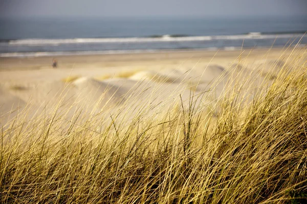 ドイツ ニーダー ザクセン州 東フリジア語島 シュピーカーオーク 砂丘とビーチで Marram — ストック写真