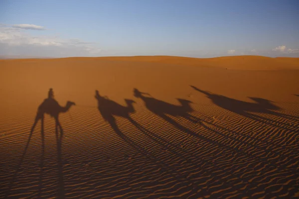 Marocco Sahara Ombra Cammelli Nel Deserto — Foto Stock