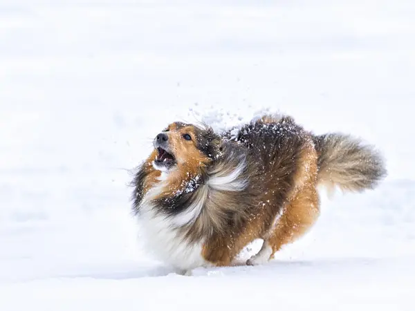 Shetland Sheepdog Running Snow Open Mouth — Stock Photo, Image