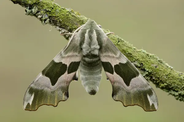 Σκώρος Hawkmoth ασβέστη — Φωτογραφία Αρχείου