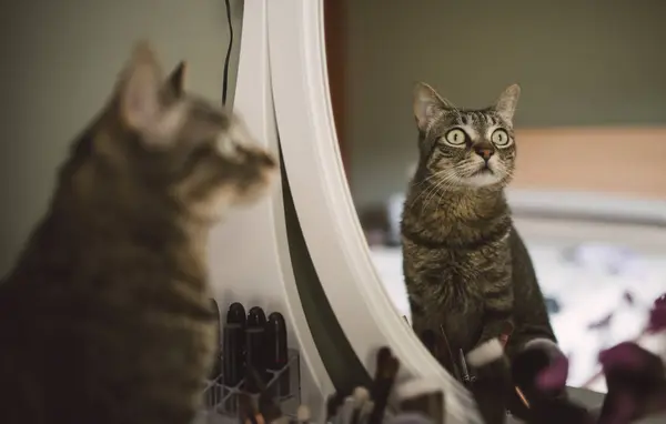 Spiegelbild Einer Gestromten Katze Die Auf Eitelkeit Sitzt — Stockfoto