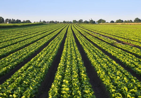 Landscape Green Lettuce Field View — Stock Photo, Image