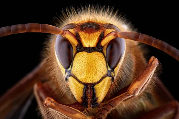 Retrato Vespa Europeia Vespa Crabro Sobre Fundo Preto — Fotografia de Stock