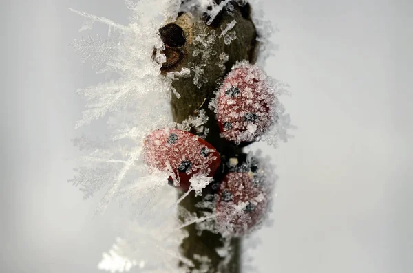 Trzy Zauważył Siedem Biedronki Coccinella Septempunctata Gałązki Pokryte Szronem — Zdjęcie stockowe