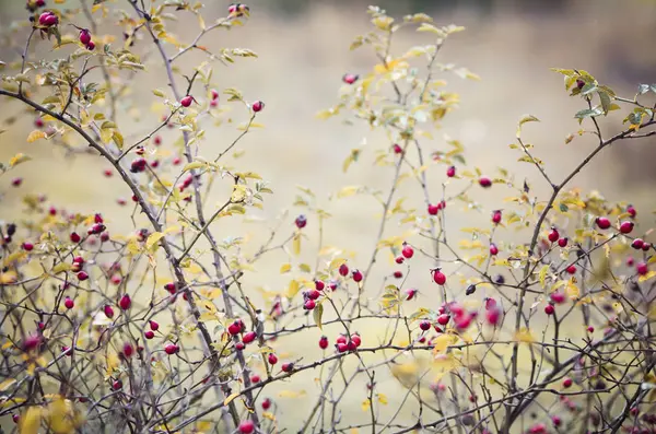 Close Arbusto Dogrose Com Frutas Folhas Durante Dia — Fotografia de Stock
