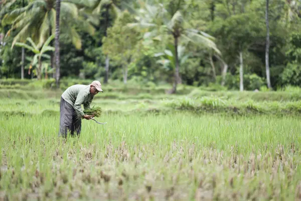 Indonesia Lombok Hombre Trabajando Campo — Foto de Stock
