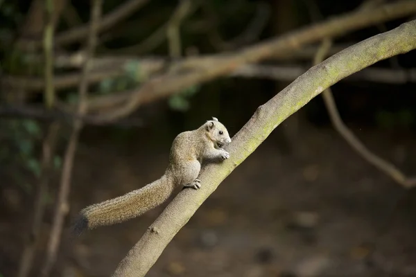 Thailand Common Treeshrew Branch — Stock Photo, Image