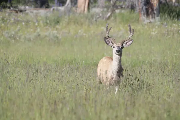 Roe Deer Walking Green Meadow Front View — Stock Photo, Image