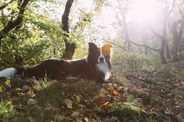 Border Collie Makaa Metsämaaperällä — kuvapankkivalokuva