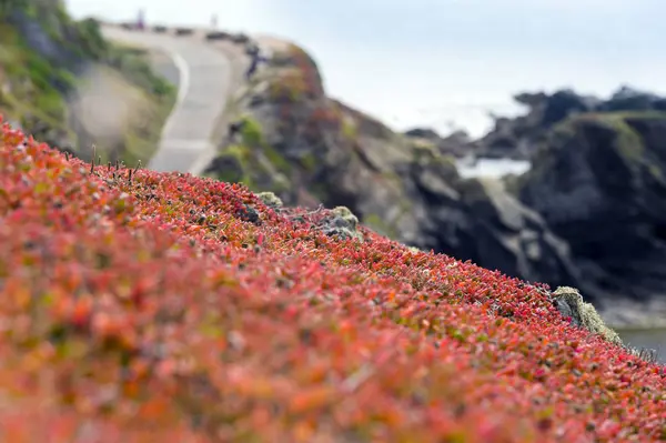 Royaume Uni Angleterre Cornouailles Lizard Point Rock Envahi Par Sedum — Photo