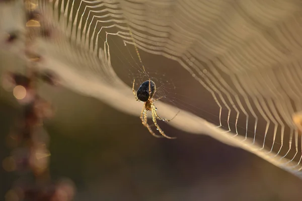 欧洲花园蜘蛛 大腹蛛丝 Diadematus 挂在网上 — 图库照片