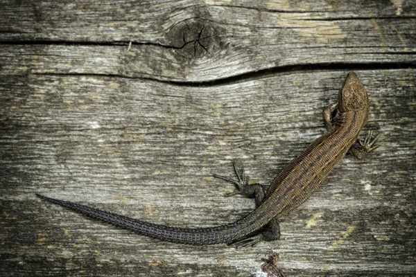 Обыкновенная ящерица сидит на сером дереве — стоковое фото