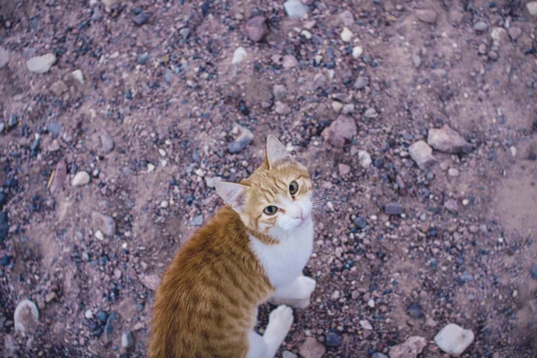 Imbir Cat Stojący Ziemi Patrząc Górę — Zdjęcie stockowe