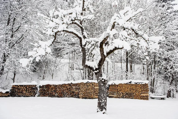 Kışın Kar Ile Odun Yığınları Ağaçlar Şapkalı — Stok fotoğraf