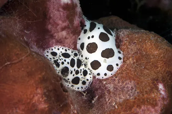 克罗地亚 豹海蛞蝓 Discodoris Atromaculata — 图库照片