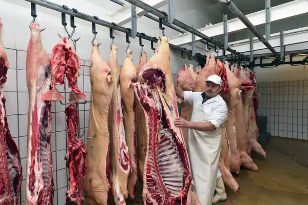 Carnicero Comprobando Mitades Cerdos Almacén Frigorífico Una Carnicería — Foto de Stock