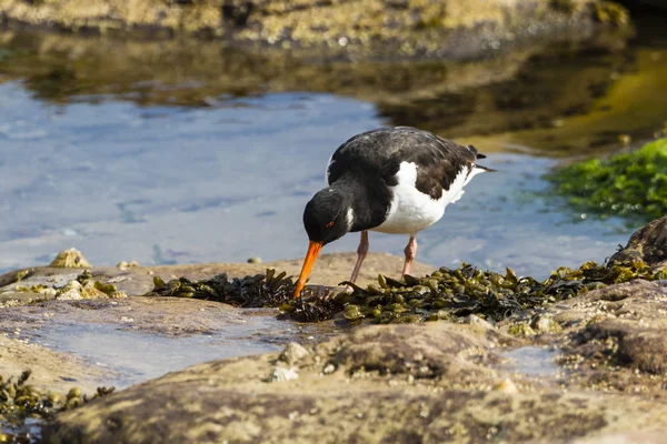 ノーサンバーランド Seahouses ミヤコドリ シファ Ostralegus 鳥食品を探して — ストック写真