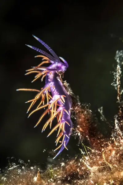 Croácia Coryphella Rosa Flabellina Pedata — Fotografia de Stock