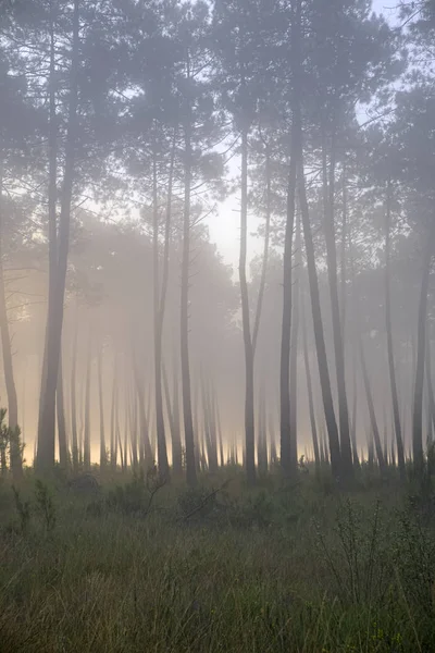 Bosque Pinos Luz Mañana — Foto de Stock